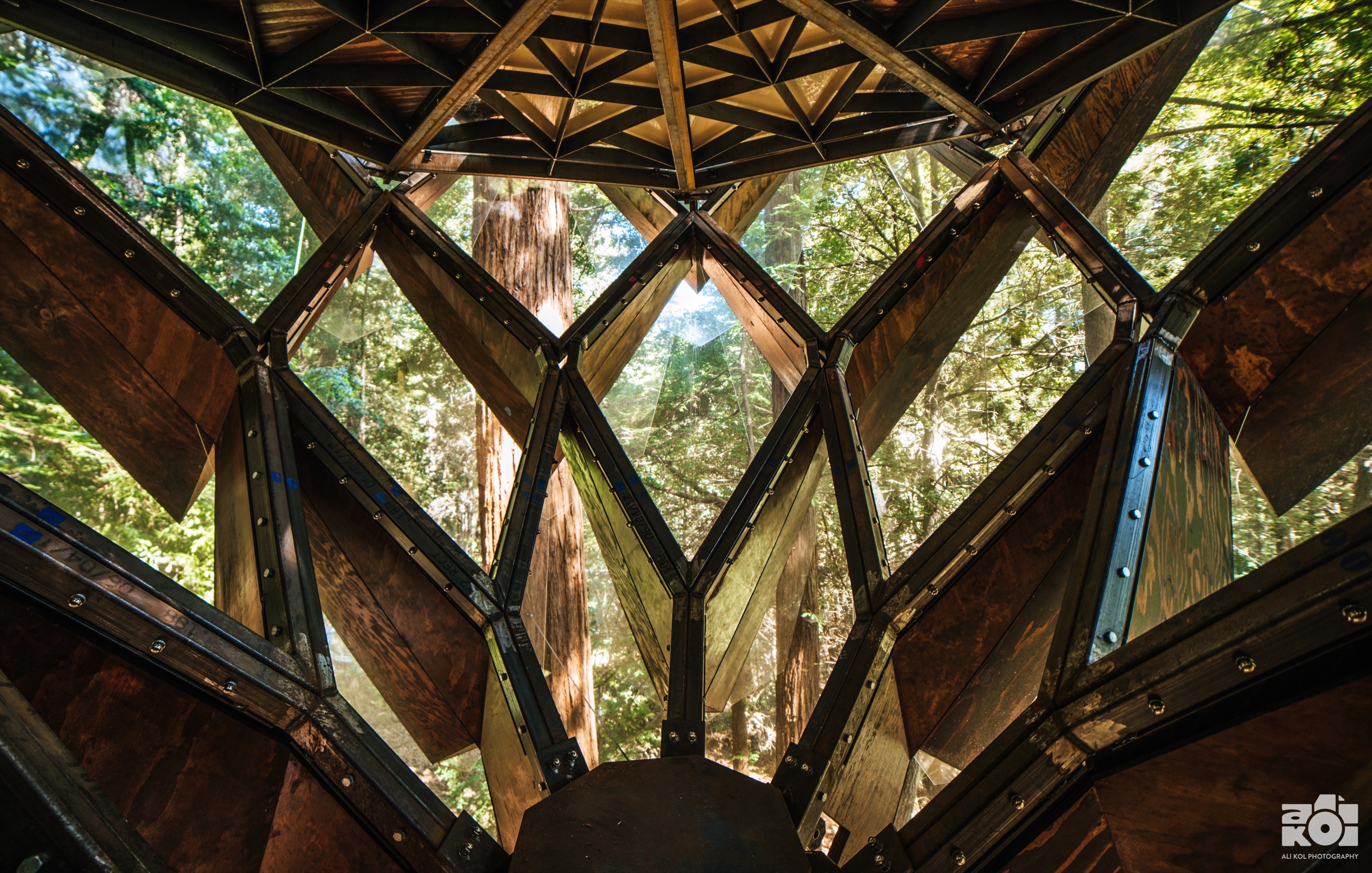 Pinecone Juniper with ladder and bridge in sunlit redwoods