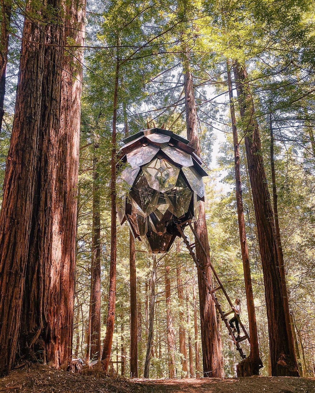 Pinecone Juniper suspended in a redwood forest, fog