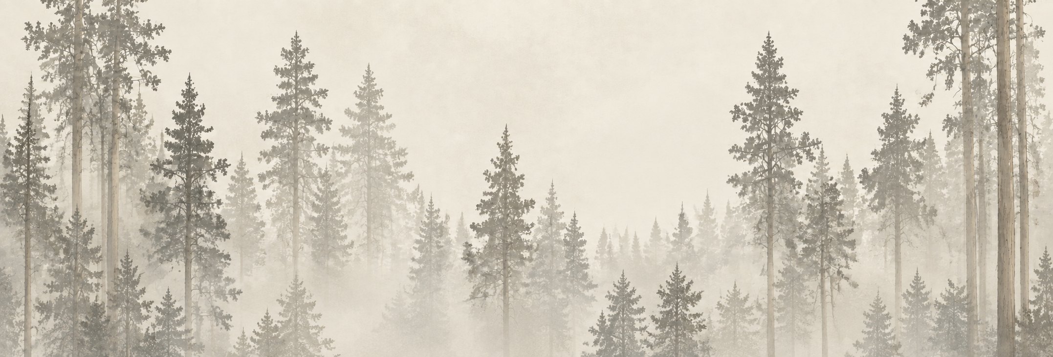 Misty conifer forest