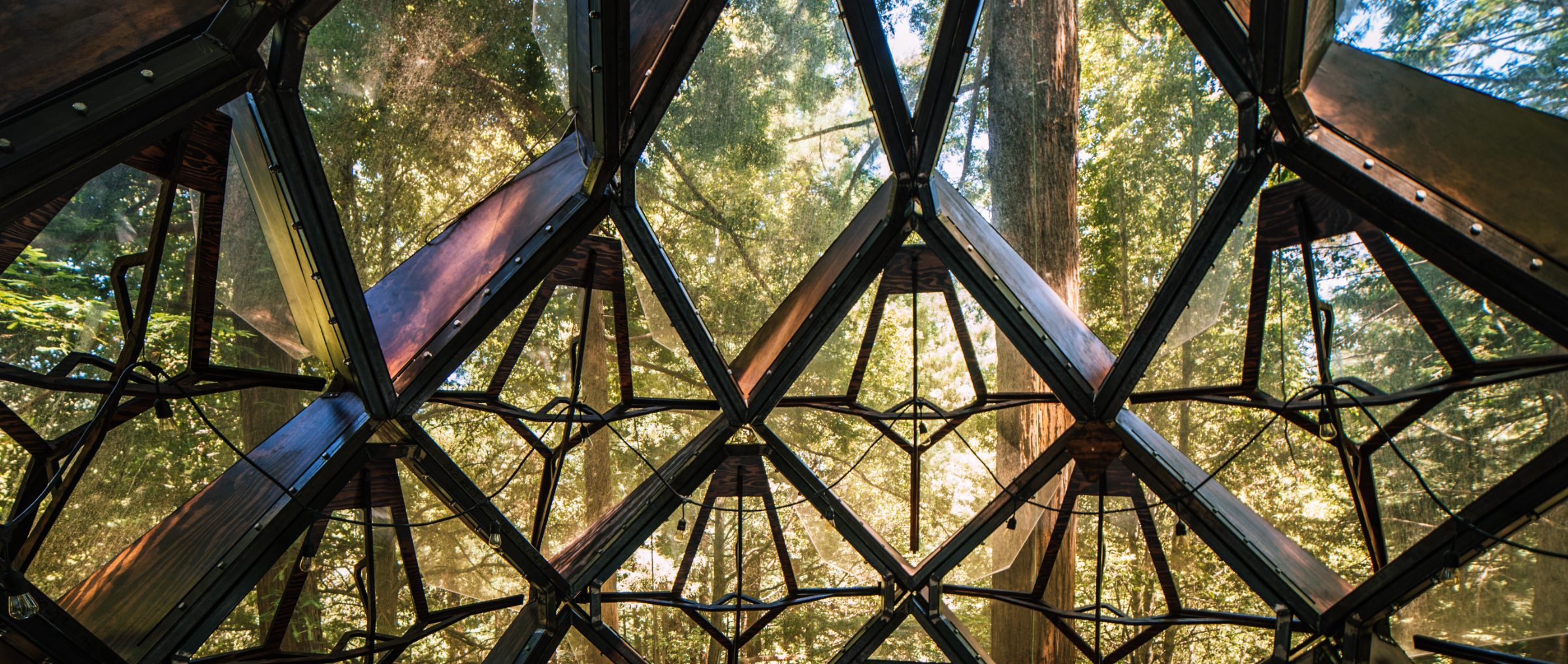 Inside Pinecone Juniper: faceted shell framing the redwood canopy